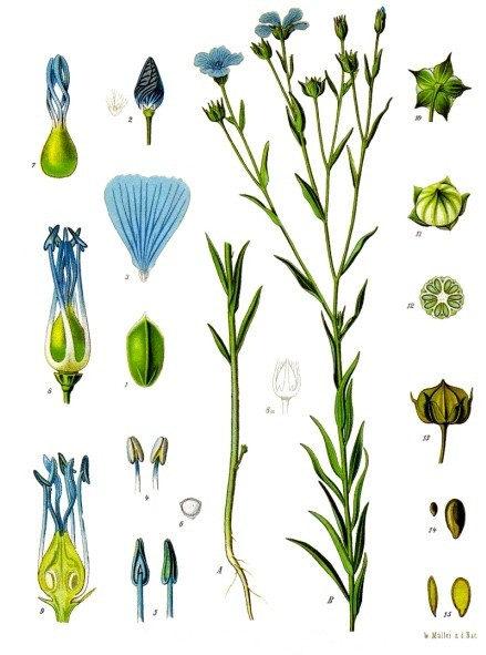 Flax flowers come in white and blue. By Franz Eugen Köhler, Köhler's Medizinal-Pflanzen (List of Koehler Images) [Public domain], via Wikimedia Commons
